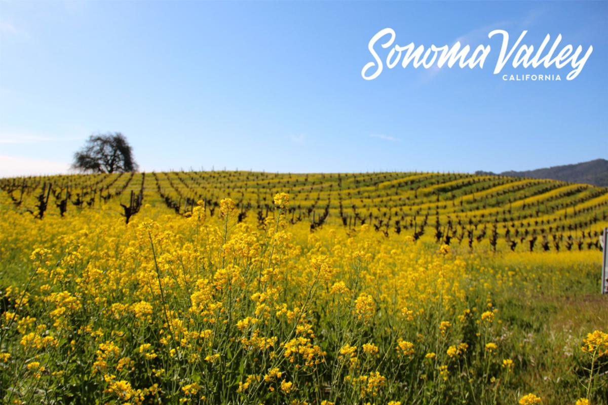 Yellow mustard plants in a Sonoma Valley vineyard with a blue sky and an oak tree