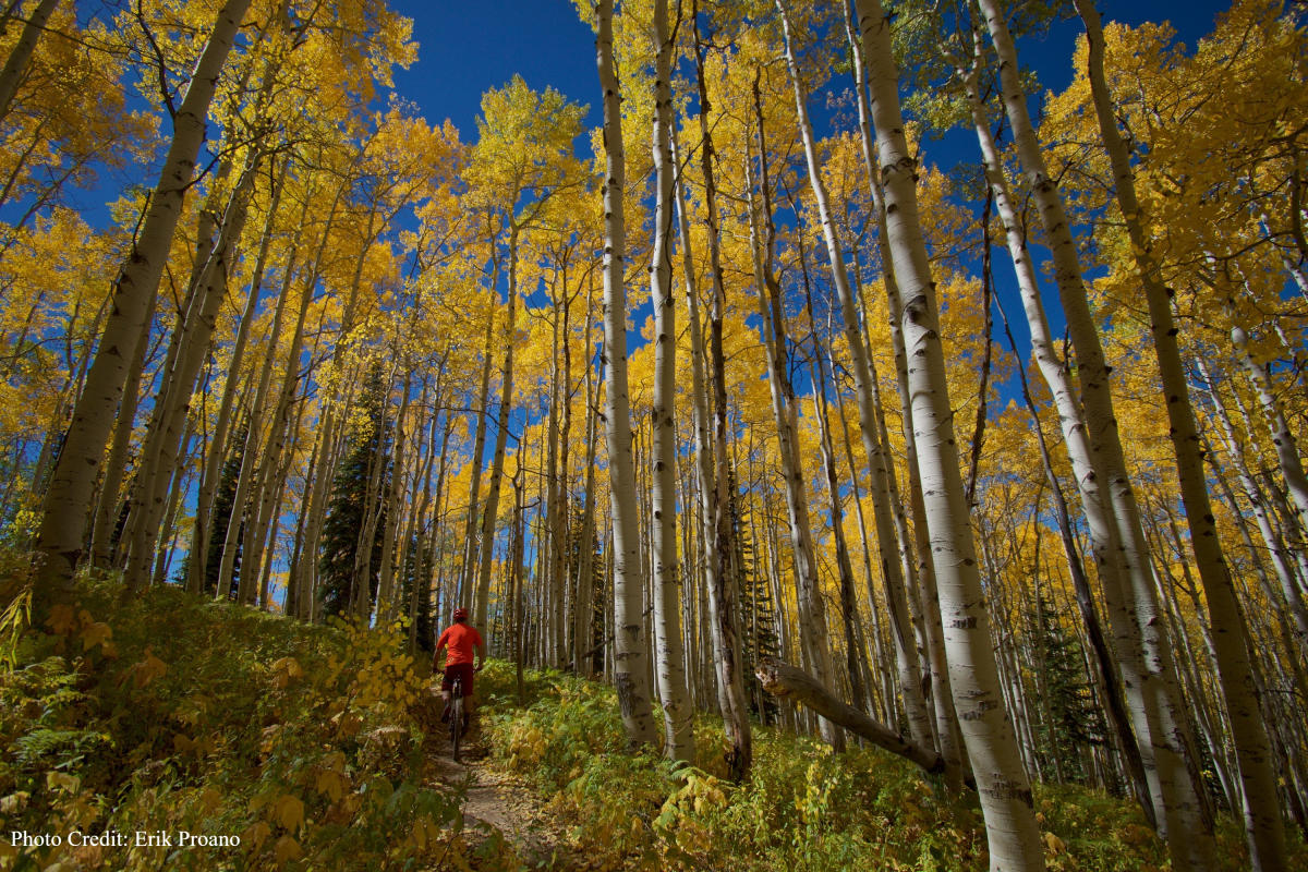 Flash of Gold mountain biking trail recently opened on Buffalo Pass