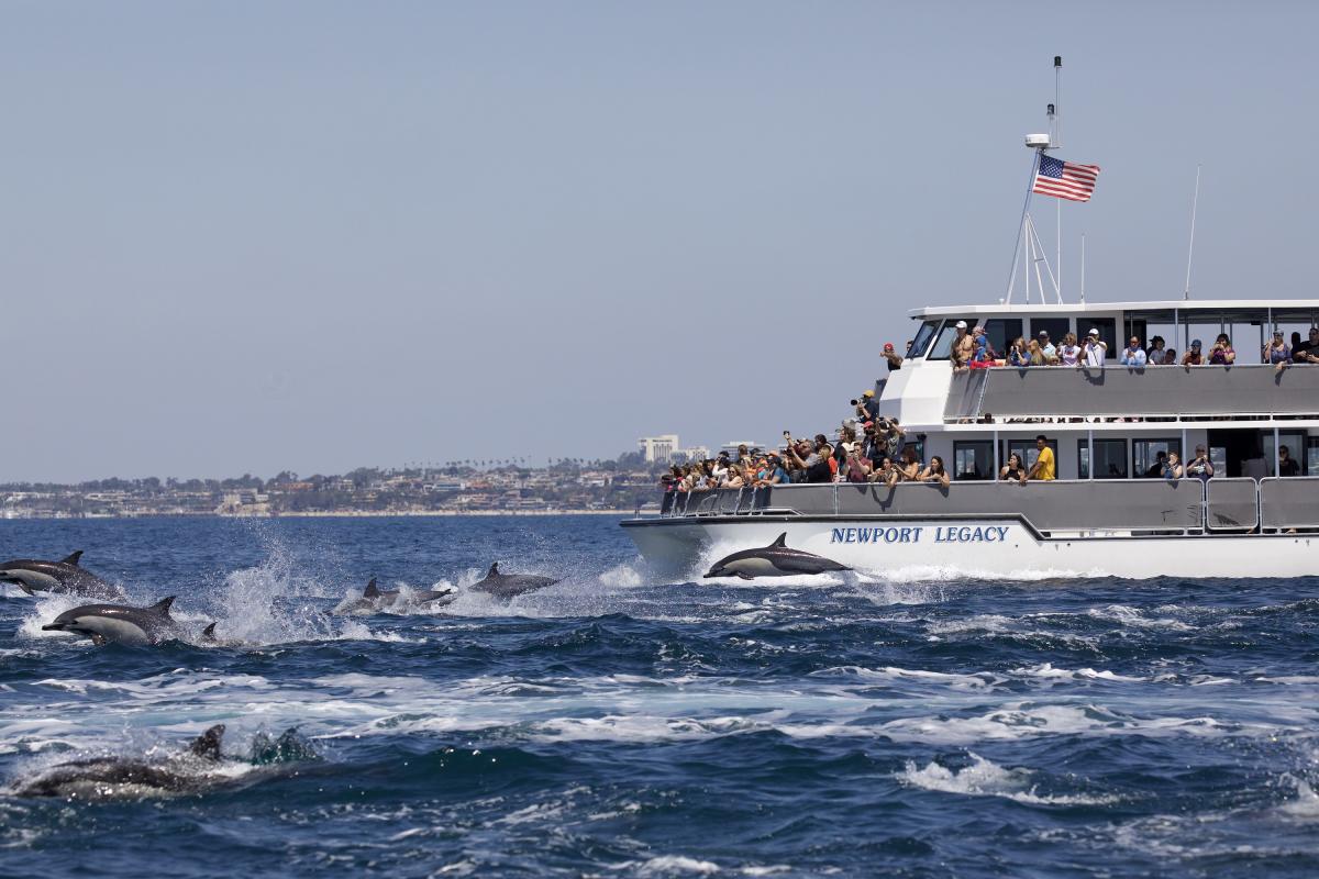 newport landing cruises whale watching