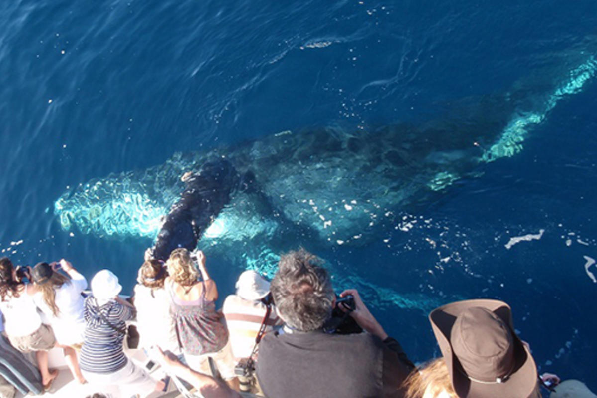 DTN - EL - Newport Landing Whale Watching