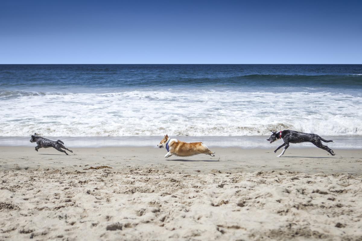 Huntington Dog Beach