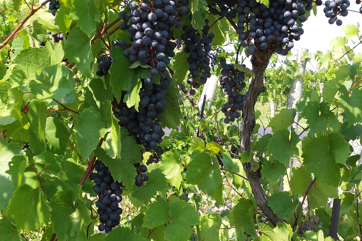 Grapes at Buckingham Valley Vineyards Winery