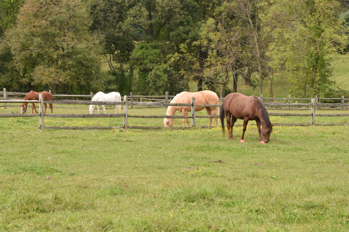 Horses in Bucks County