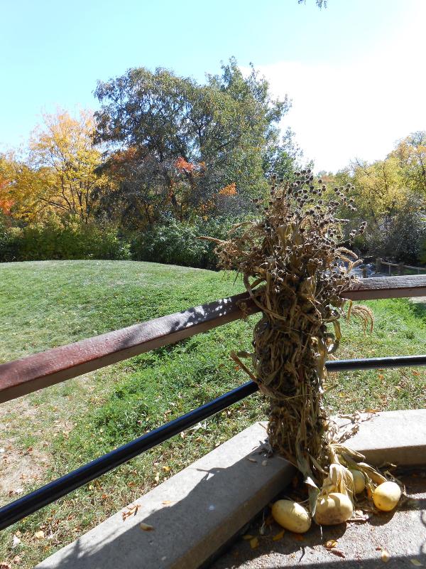 Corn Husks at the Zoo
