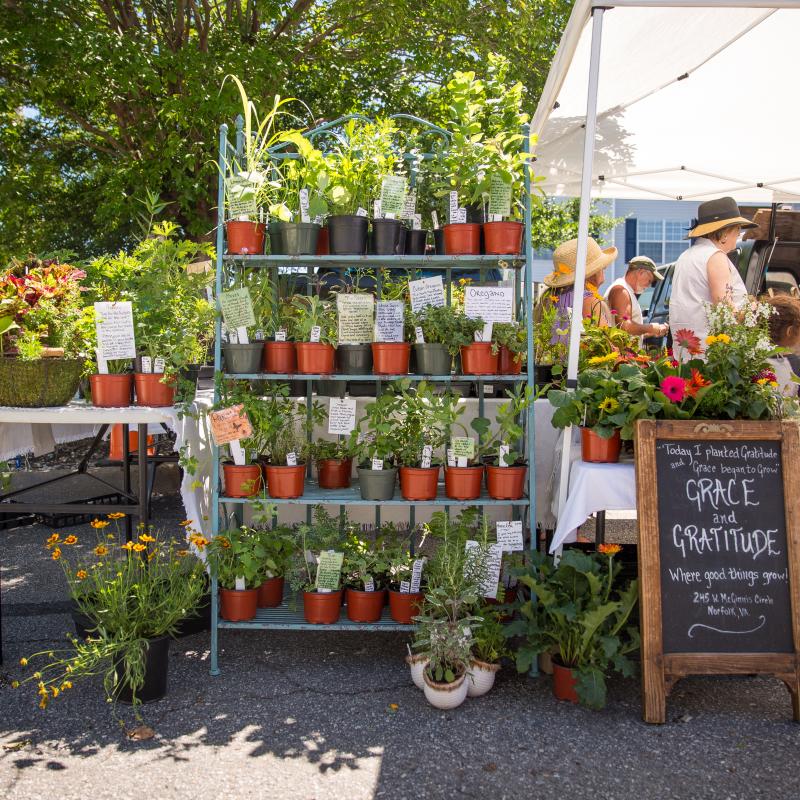 Arts & Culture - ViBe Creative District - Old Beach Farmers Market - Old Beach Farmers Market 13.jpg