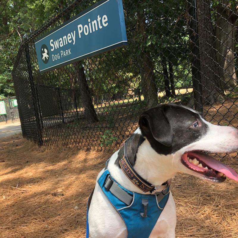 Swaney Pointe Dog Park
