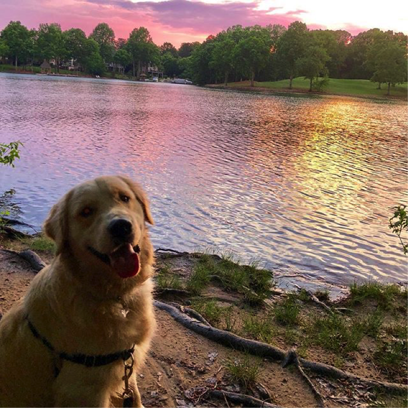 A dog smiling at Jetton Park