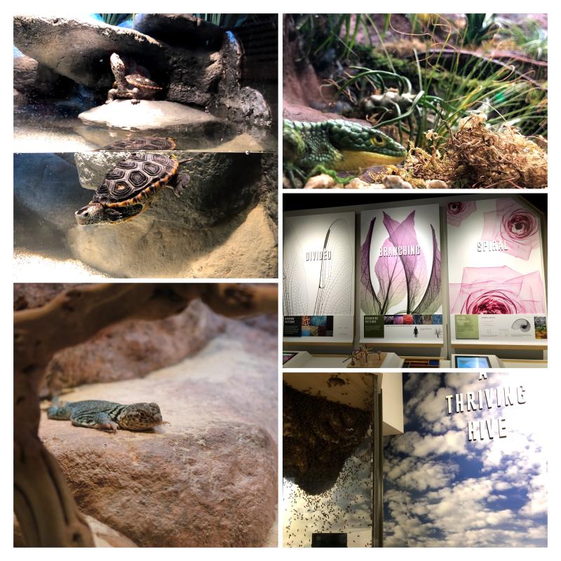 Discover turtles, lizards, bees, and more at Cook Museum in Decatur, Alabama.