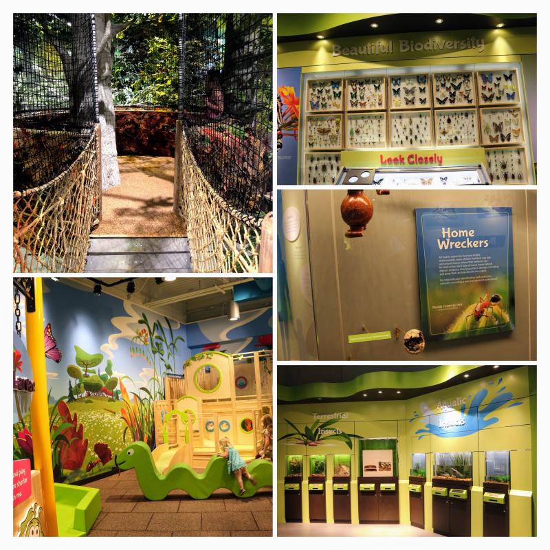 Insect Exhibit at Cook Museum