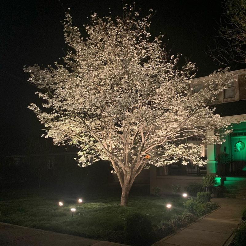 Dogwood - PinkChicGreen