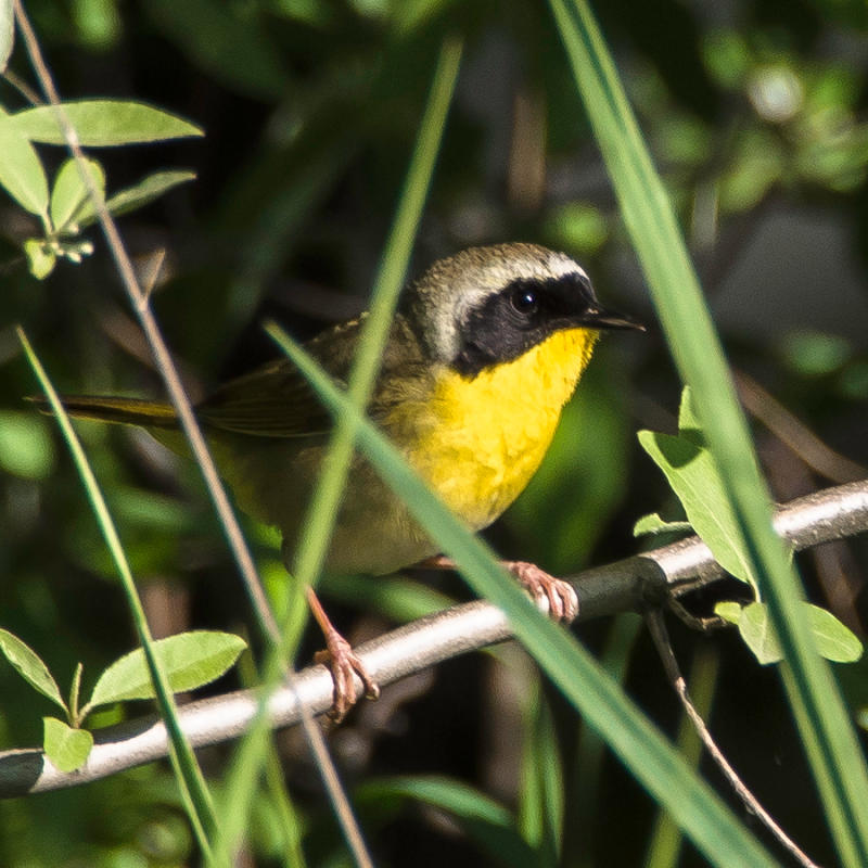 Fall Birding In Northern Michigan
