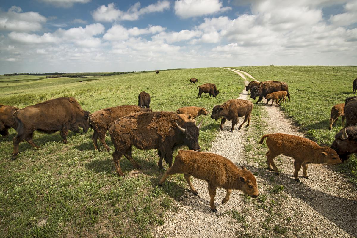 Bison Herd