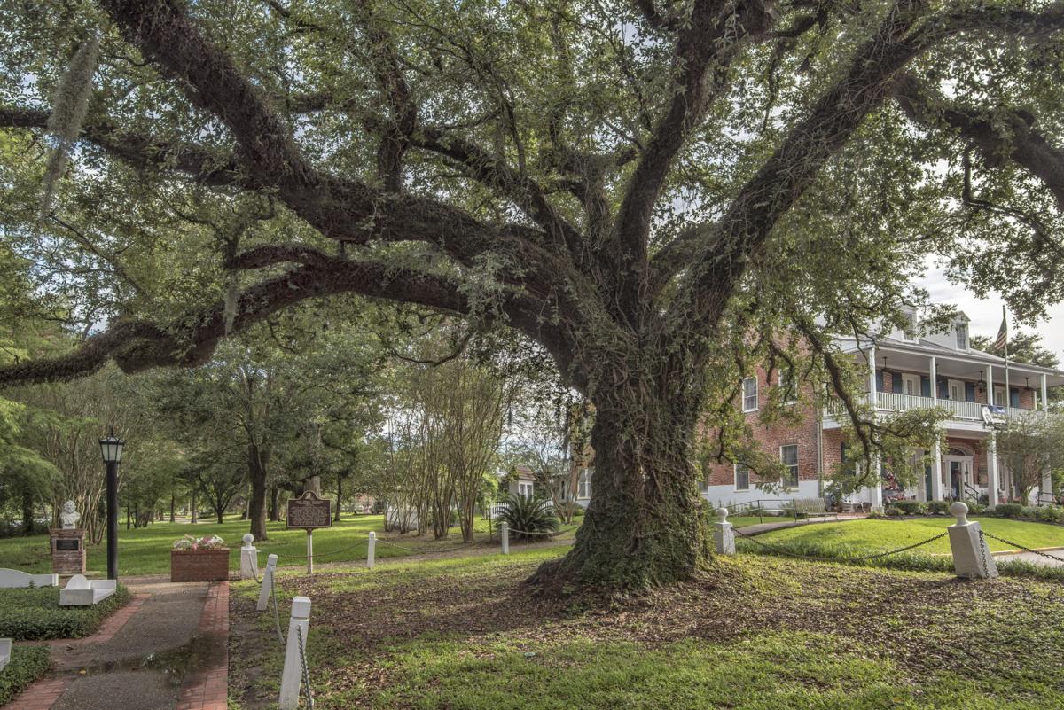 Oak tree belonging to the legend of Evangeline & Gabriel.