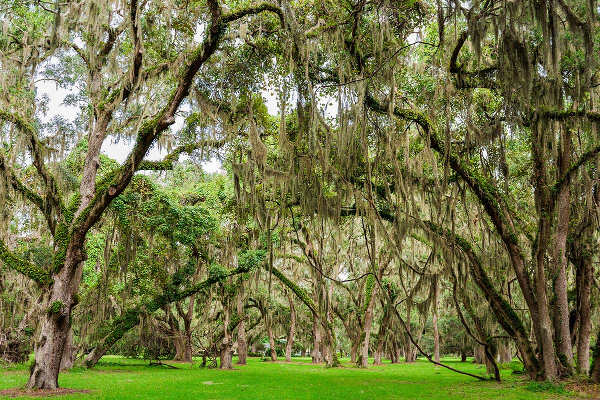 Ancient live oak trees create a dramatic setting at Mallery Park on St. Simons Island, GA