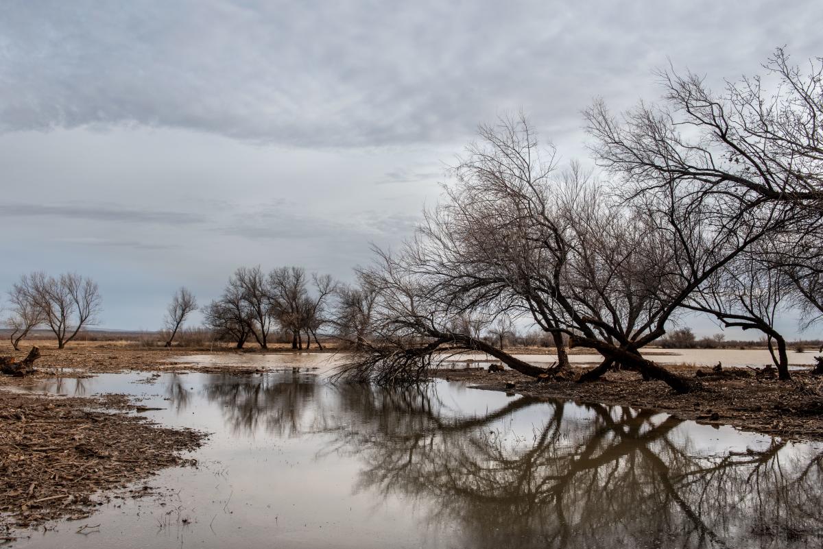 A pond at the waterfowl site invites contemplation.