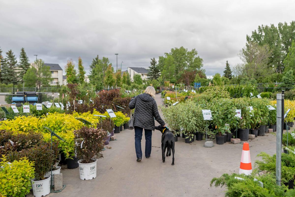 A Woman and Dog in Dutch Growers