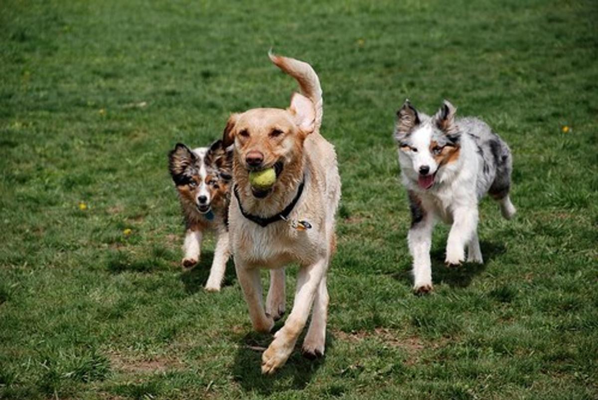 3 dogs playing at the dog park