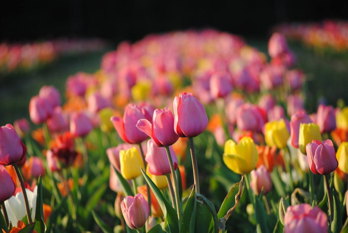 Burnside Farm Tulips - Festival of Spring