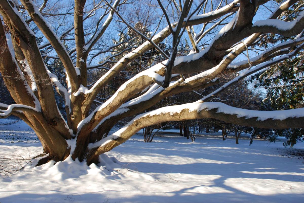 Morris Arboretum Snow