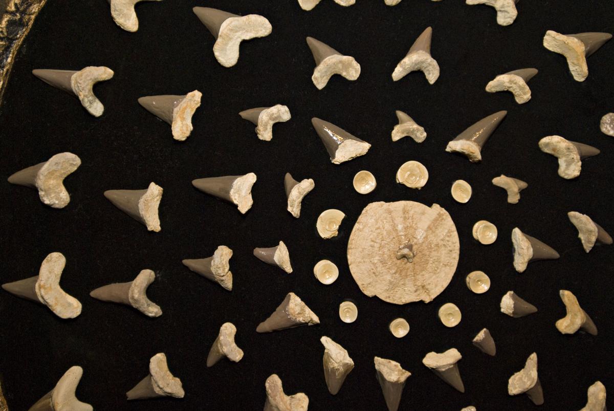 Fossils