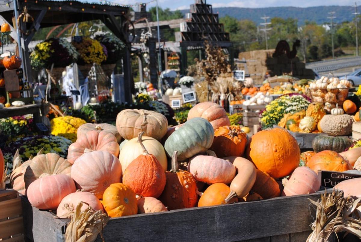 Burnside Farms Fall