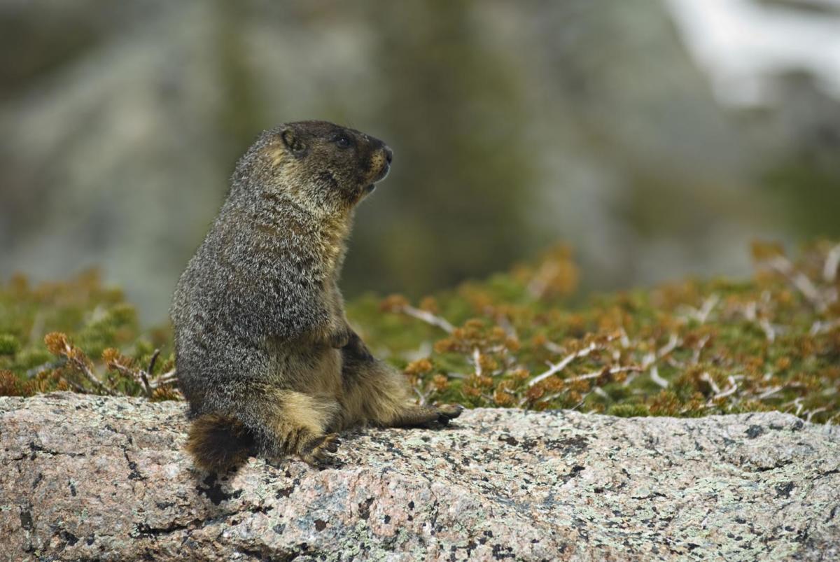 Marmot Sitting Upright