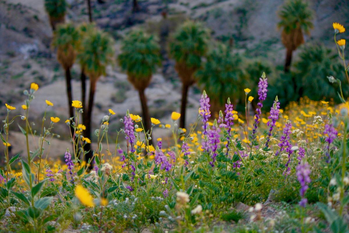 Flowers and palm trees in Greater Palm Springs.