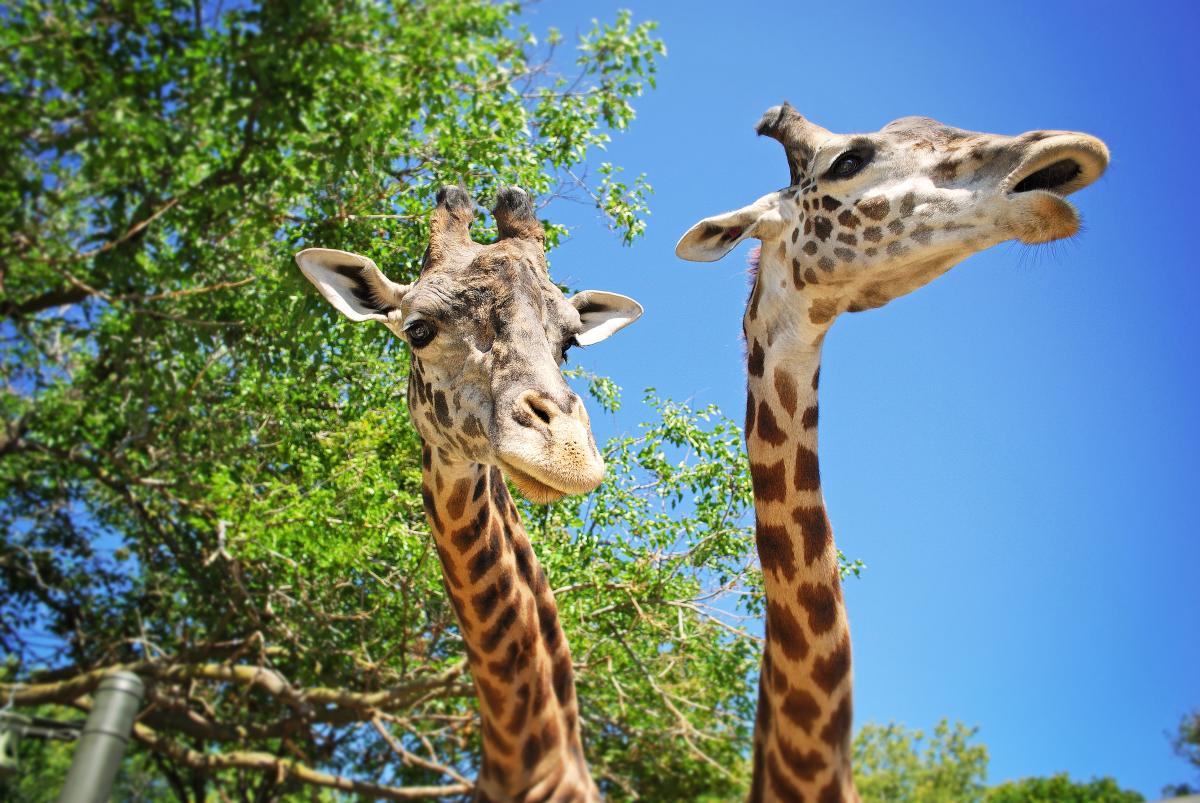 Racine Zoo Giraffe