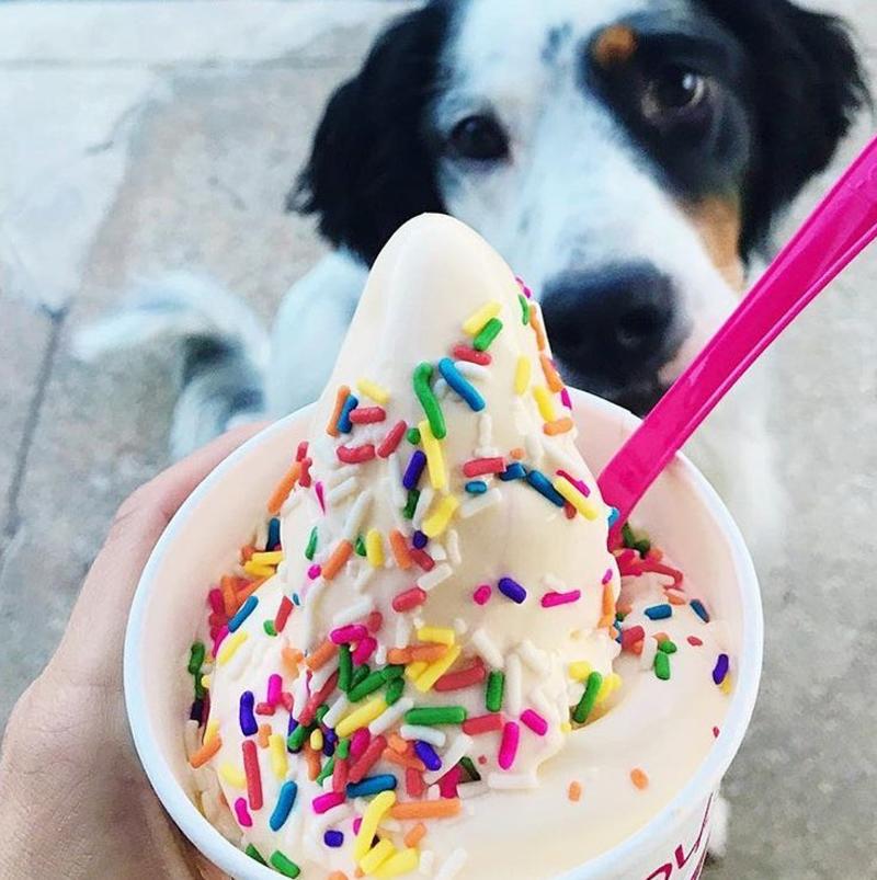 Frozen yogurt from TCBY with a dog in the background at Toyota Music Factory in Irving, TX