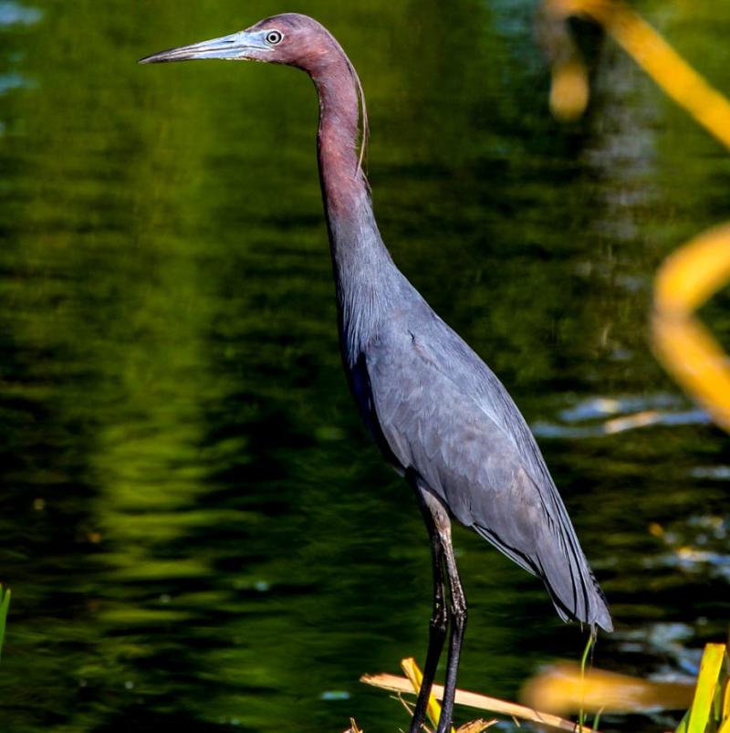 Baytown Heron bird