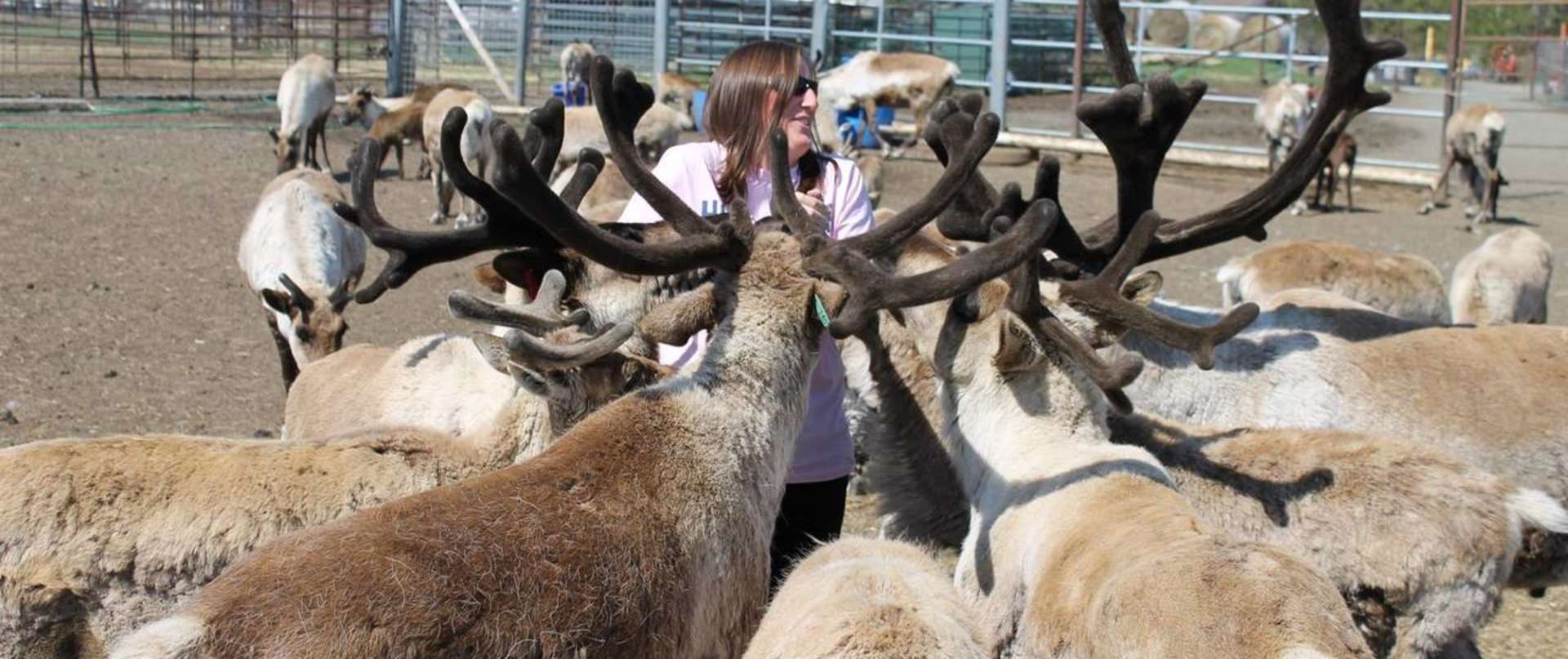 Reindeer Farm