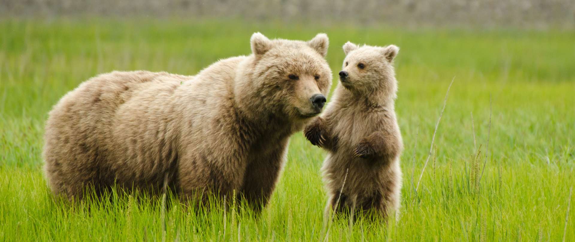 Grizzly Bear Meaning In Urdu