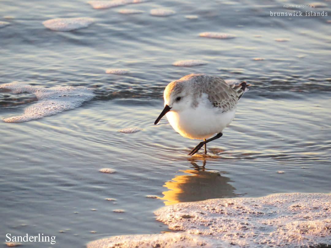 Birds_Sanderling