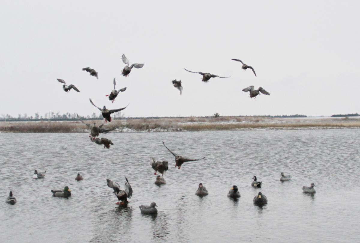 Duck Hunting