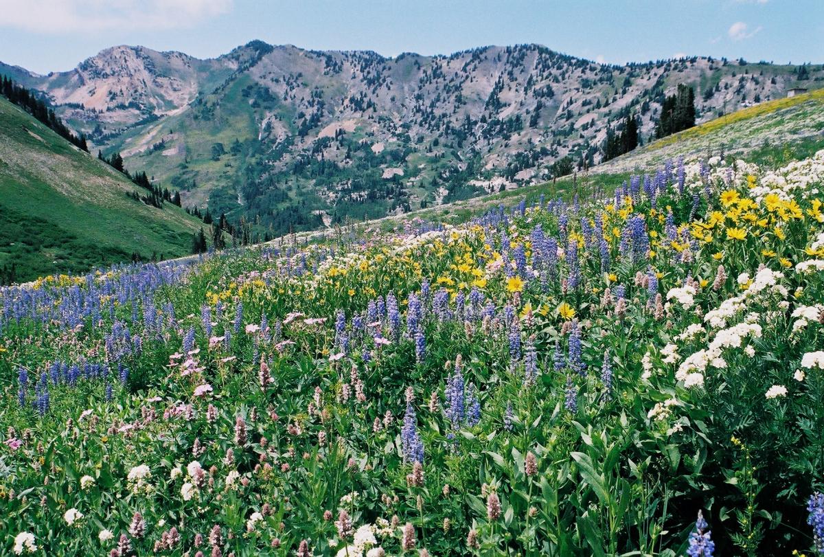 Albion Basin Wasatch Wildflower Festival