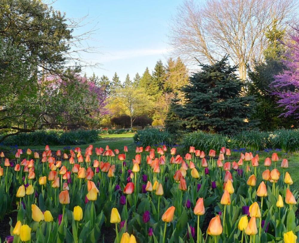 Foster Park tulipánok - Fort Wayne, Indiana
