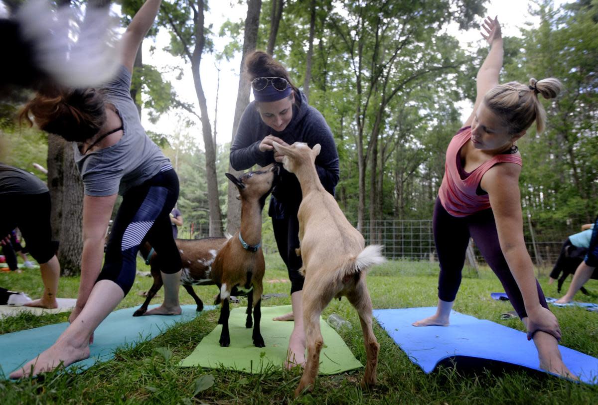 Goat Yoga