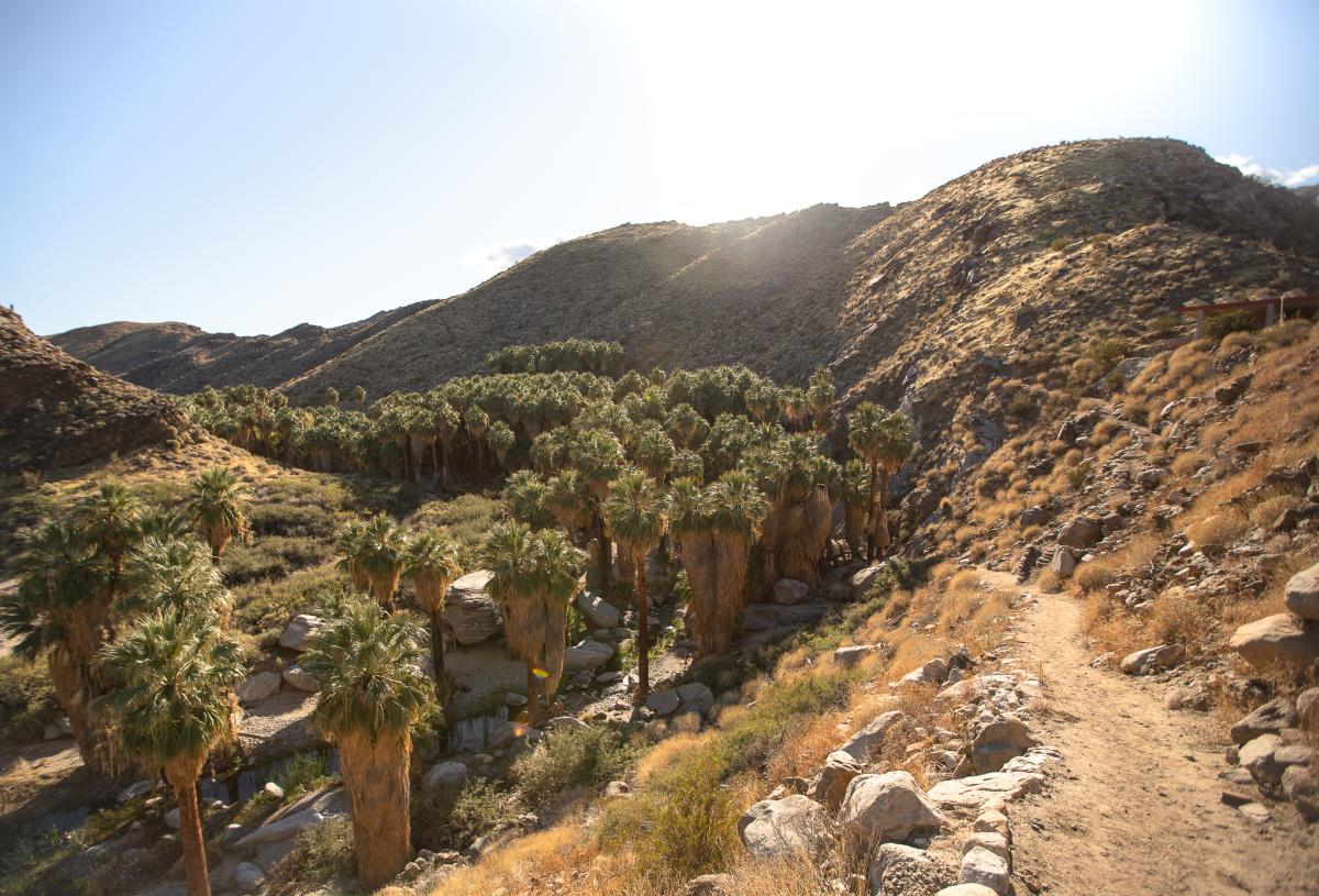 Palm trees next to the Palm Canyon Trail in Indian Canyons