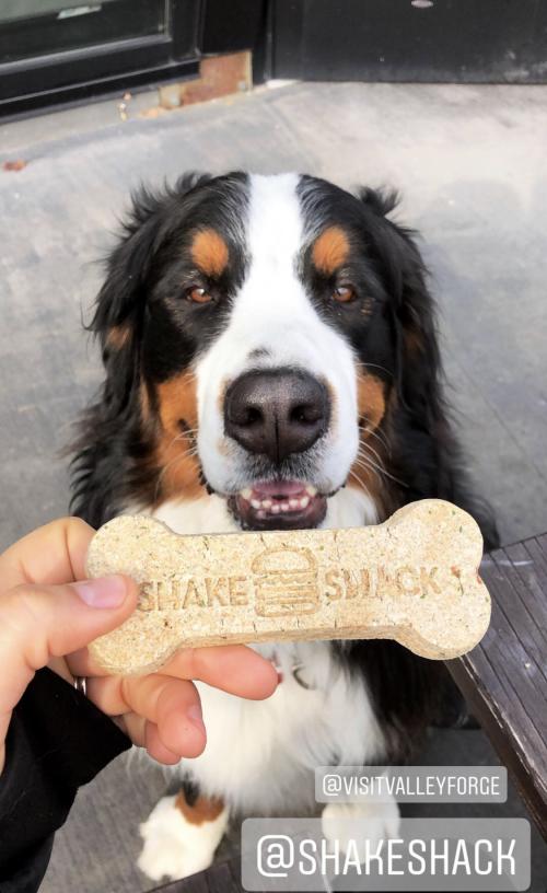 dog instagram