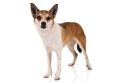 Photo of a Norwegian Lundehund