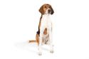 Photo of American Foxhound