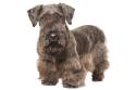 Photo of Cesky Terrier