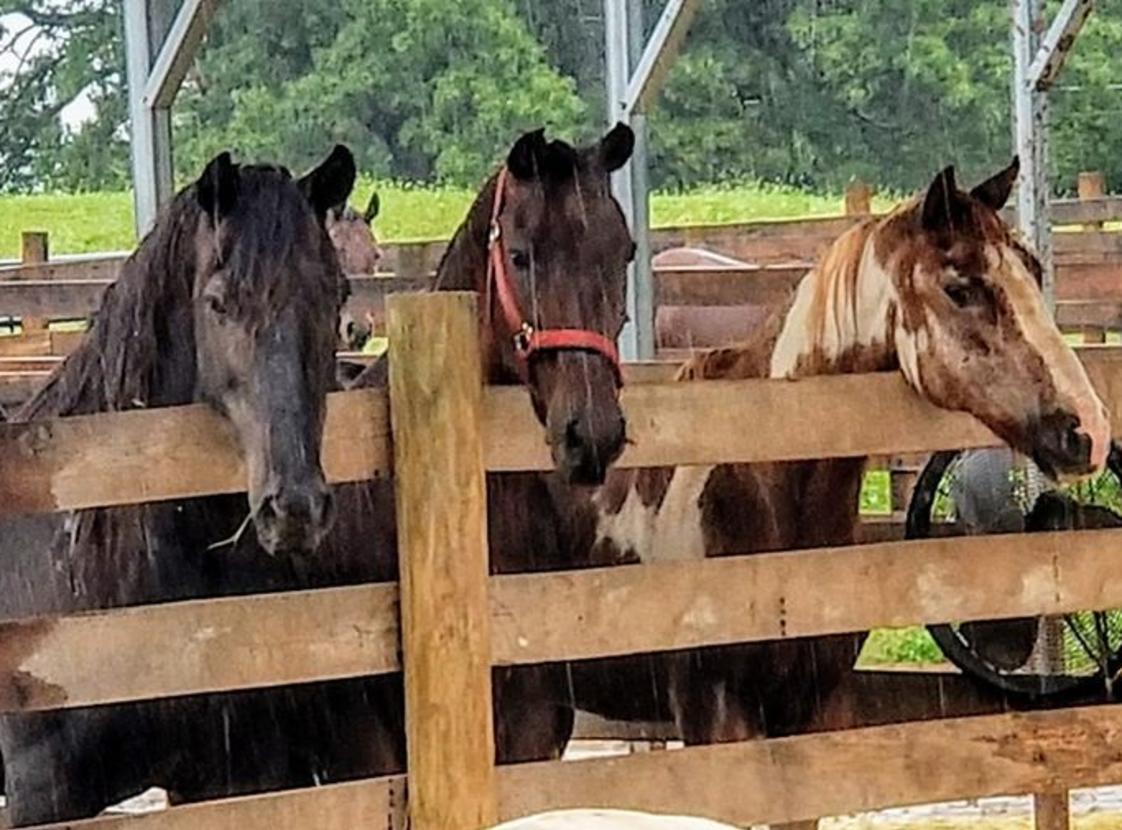HOPE & SERENITY FARM SANCTUARY