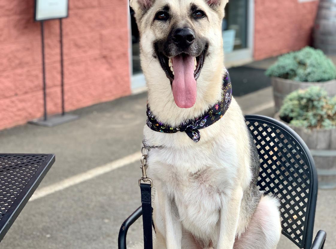 Dog-Friendly Patio