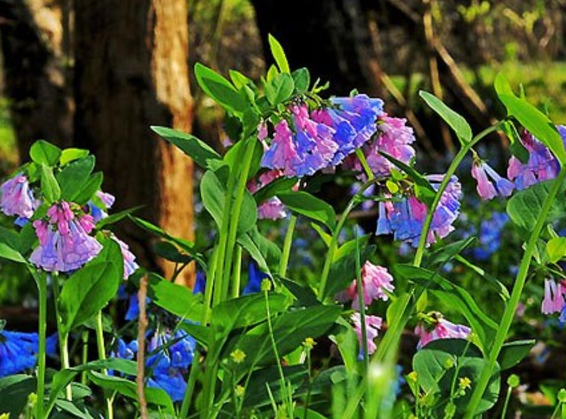 MERRIMAC FARM WILDLIFE MANAGEMENT AREA