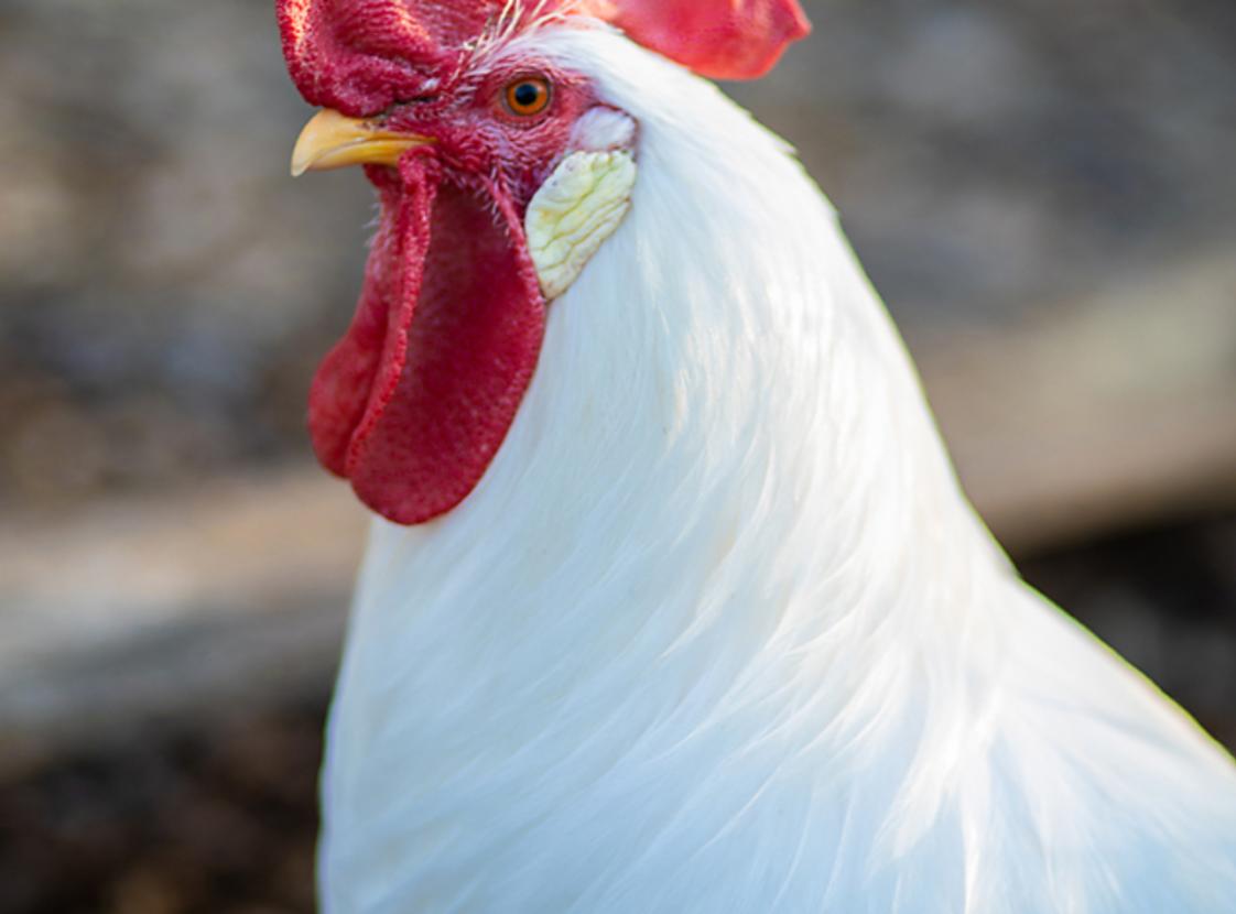 Ragnar the Rooster