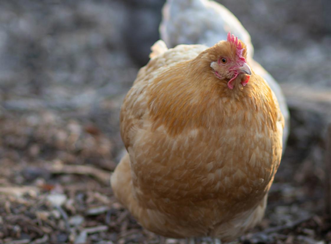 Buff Orpington Hen