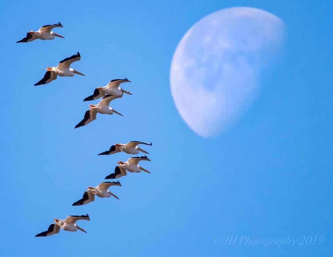 A flock of Sandhill Cranes flying in Huntsville, AL