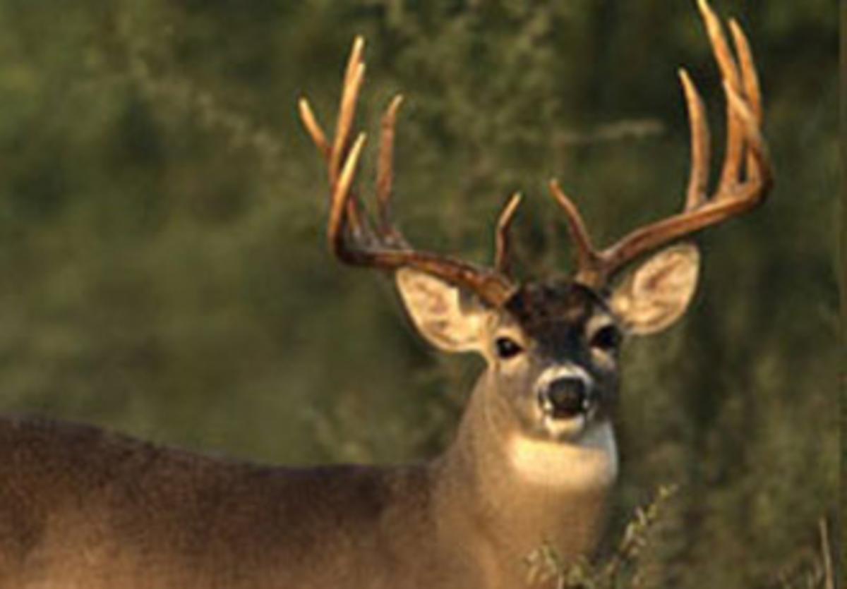deer