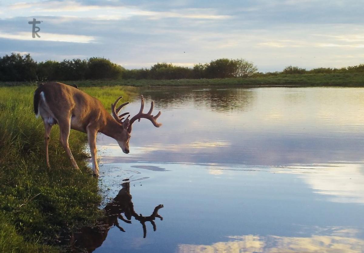 Los Cazadores Stonewall